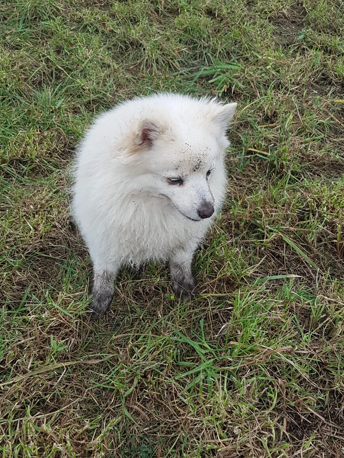 Spitz